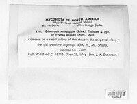 Image Associated With the Occurence